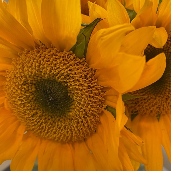 Meet your Posher, Lisa - Picture 1 of 2